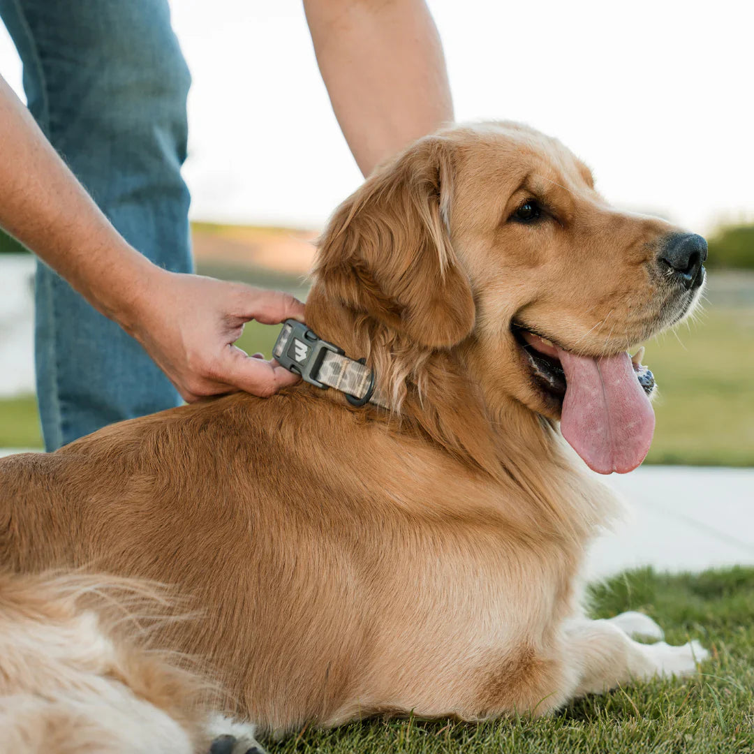 Burlebo Dog Collar